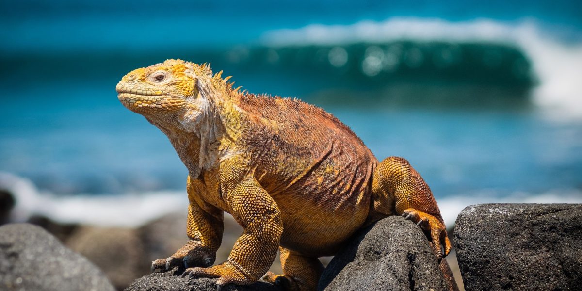 Leguan, Galapágy, Foto: Pixabay