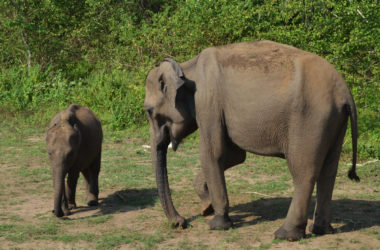 Setkání se slony indickými vám zajistí safari. Těmi nejznámějšími přírodními rezervacemi, kde zažijete poutavou projížďku v džípu jsou Yala a Udawalawa, zdroj: Divine Nomads