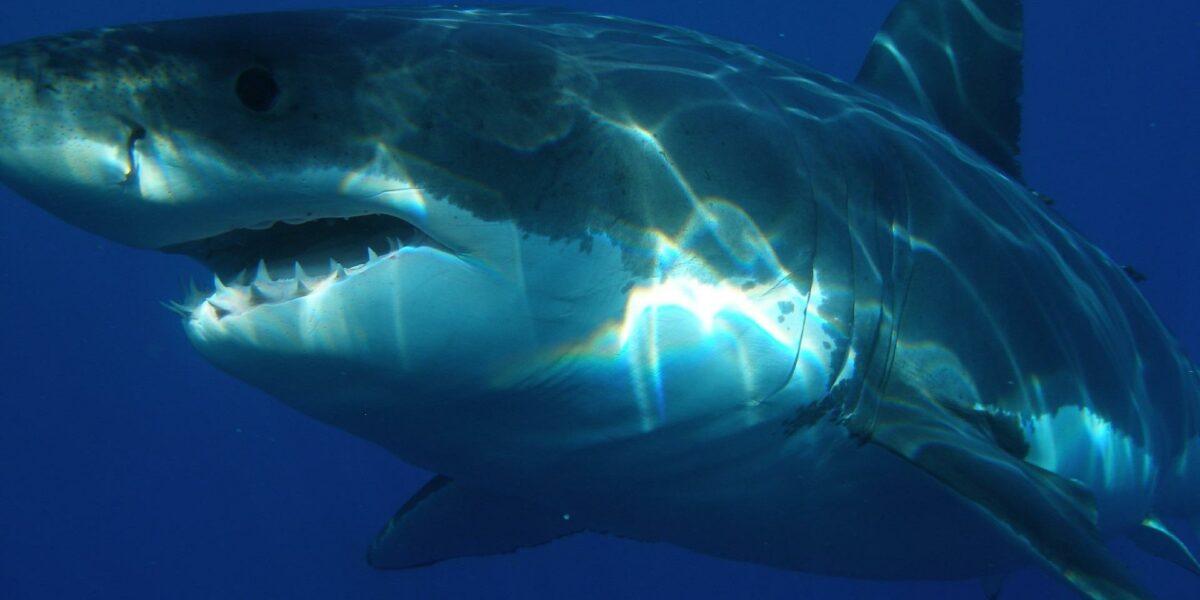 Žralok bílý, foto: pixabay