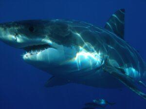 Žralok bílý, foto: pixabay