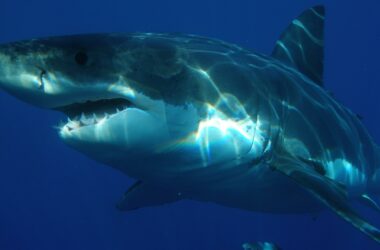 Žralok Bílý, Foto: Pixabay