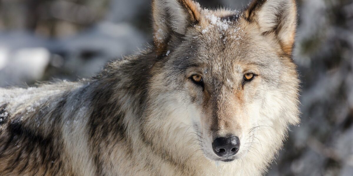 Vlk. Největší psovitá šelma žijící ve volné přírodě, foto: pixabay.com