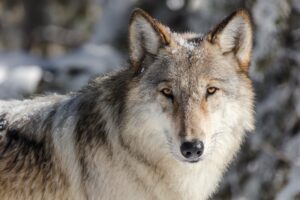 Vlk. Největší Psovitá šelma žijící Ve Volné Přírodě, Foto: Pixabay.com